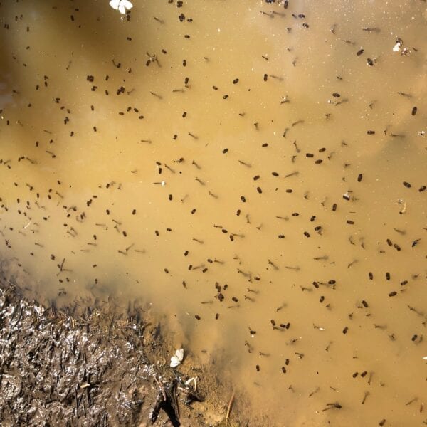 Mosquito Larvae in Puddle on Recent Hike